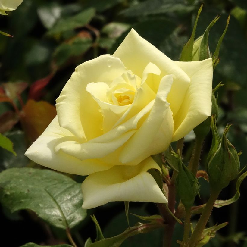Rosier à grandes fleurs Eleganza Limona (Floraison)
