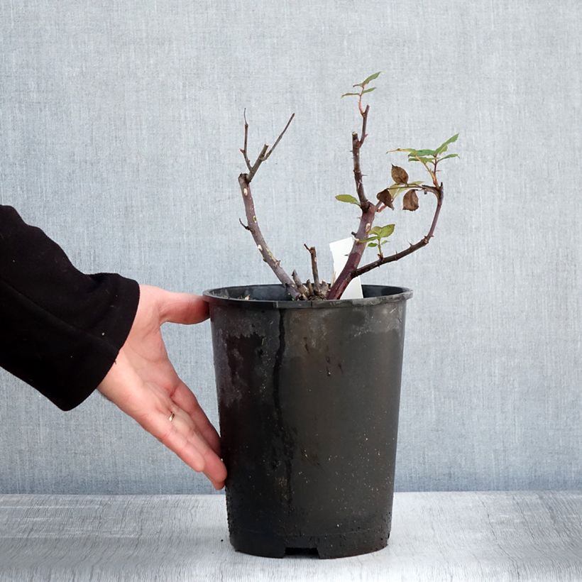 Spécimen de Rosier à grandes fleurs Eleganza Limona Pot de 4L/5L tel que livré en hiver