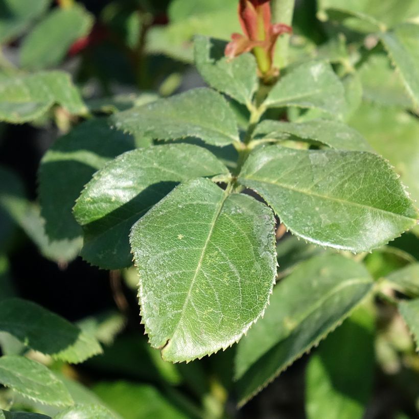 Rosier à grandes fleurs Eureka (Feuillage)