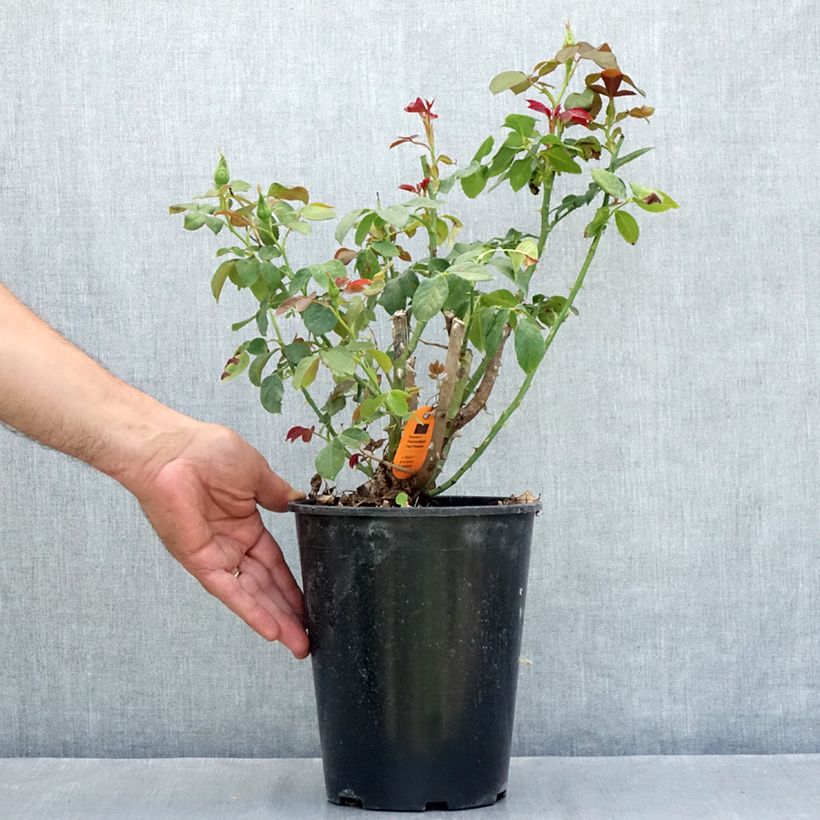 Spécimen de Rosier à grandes fleurs Eureka Pot de 4L/5L tel que livré en été
