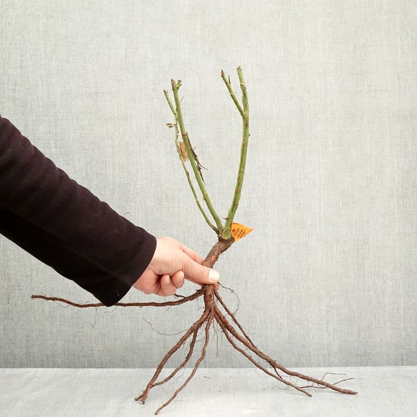 Example of Rosier à grandes fleurs Frédéric Mistral  Racines nues as you get in hiver