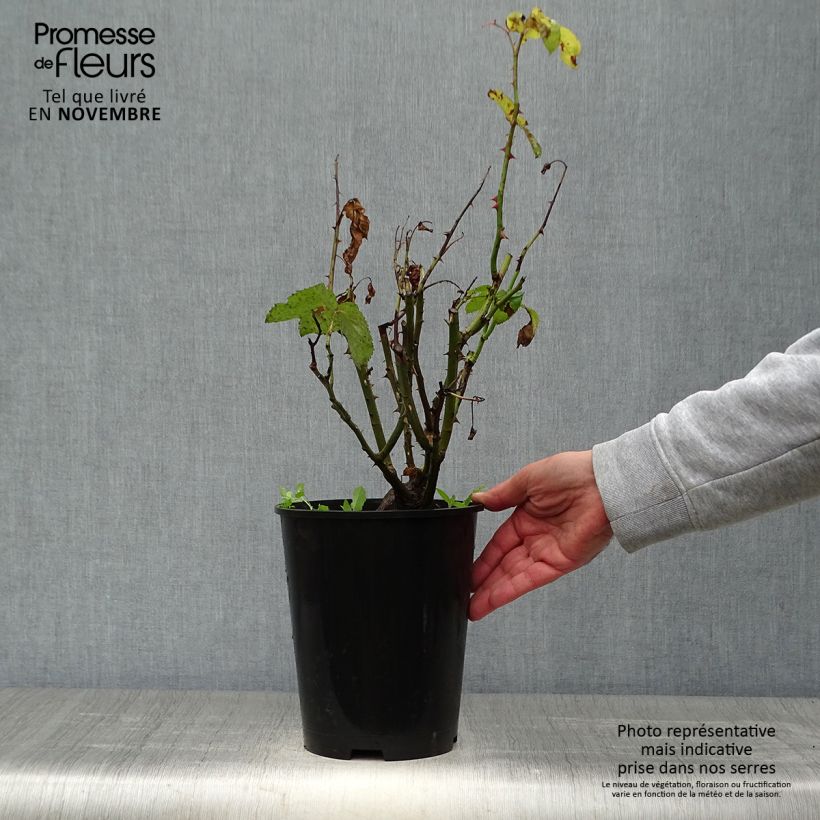 Spécimen de Rosier à grandes fleurs Gérard Depardieu Pot de 4L/5L tel que livré en automne