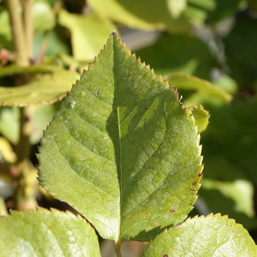 Rosier à grandes fleurs Gérard Depardieu (Feuillage)