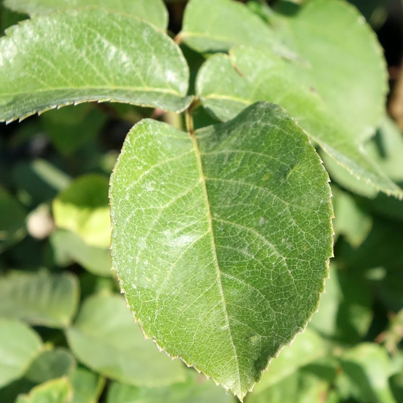 Rosier à grandes fleurs Golden Perfumella (Feuillage)