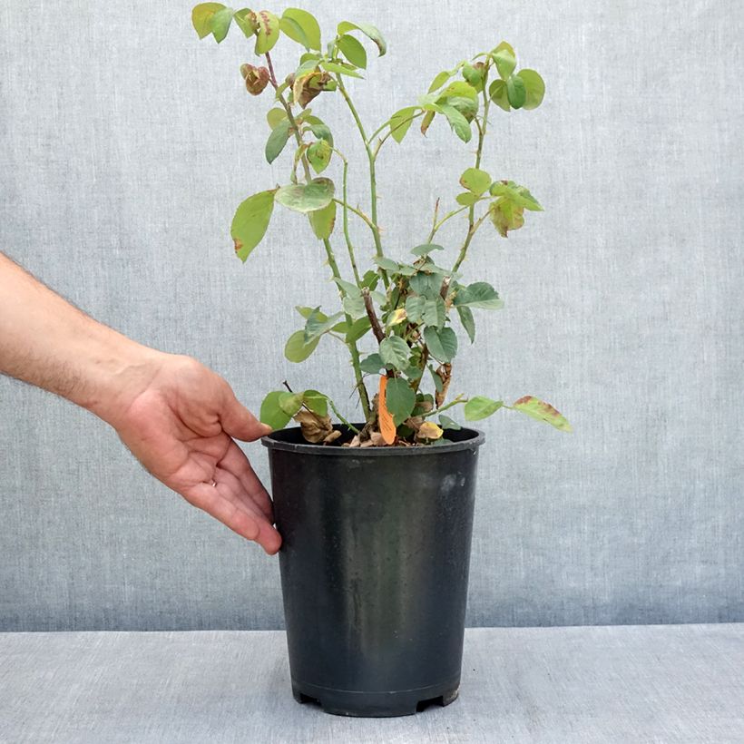 Spécimen de Rosier à grandes fleurs Golden Perfumella Pot de 4L/5L tel que livré en été