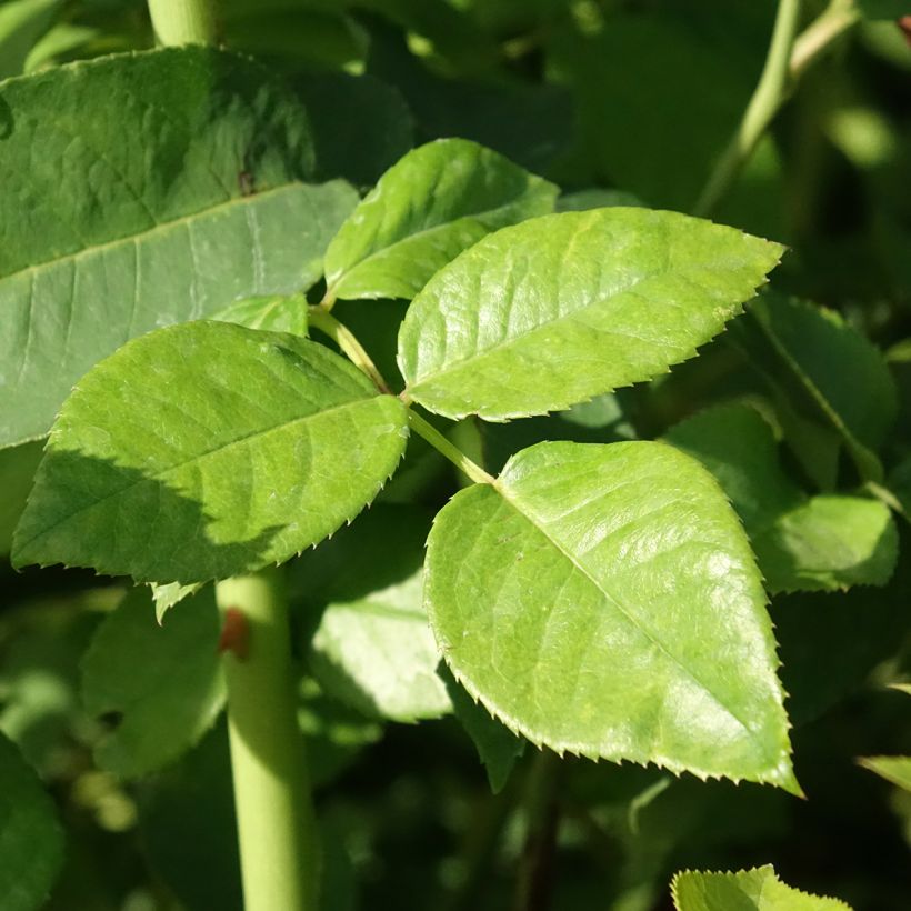 Rosier à grandes fleurs Goldfinger (Feuillage)