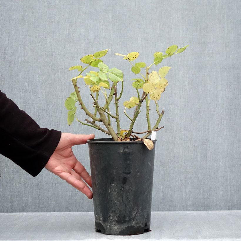 Spécimen de Rosier à grandes fleurs Goldfinger Pot de 4L/5L tel que livré en automne