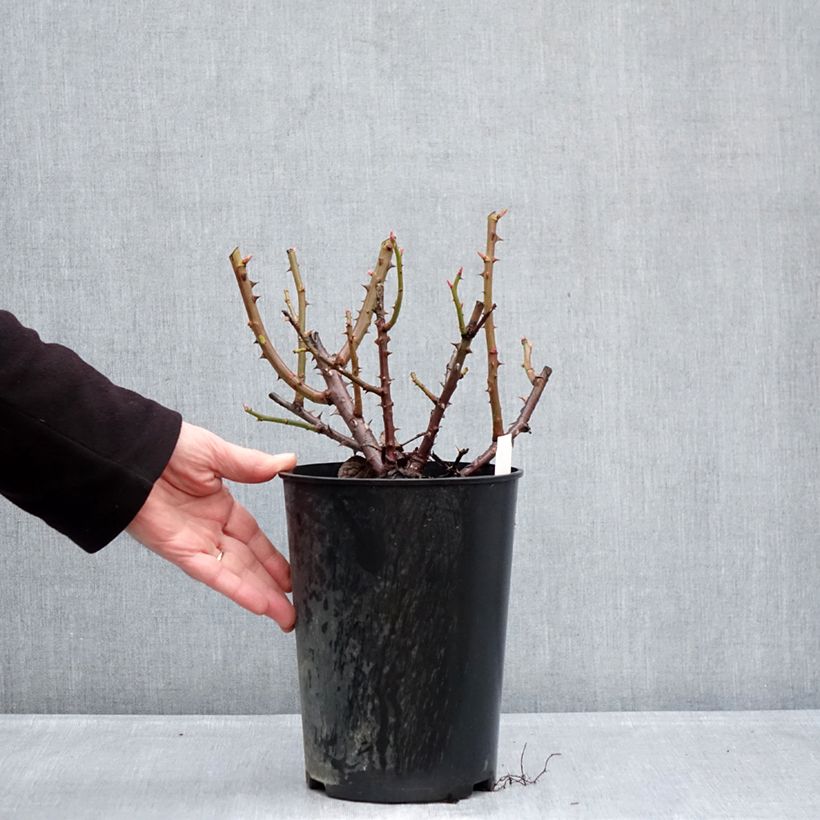 Spécimen de Rosier à grandes fleurs Goldfinger Pot de 4L/5L tel que livré en hiver
