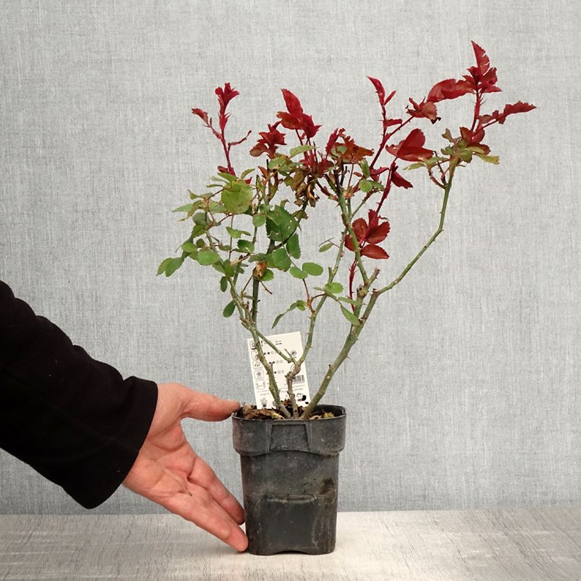 Example of Rosier à grandes fleurs Grande Amore Pot de 10 cm/11cm, Issu de bouture as you get in printemps
