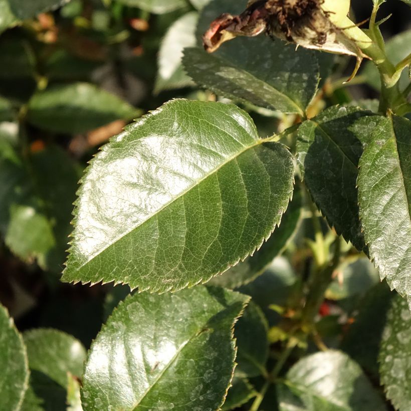 Rosier à grandes fleurs Grande Classe (Feuillage)