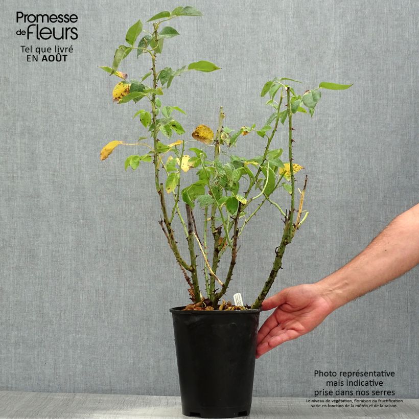 Spécimen de Rosier à grandes fleurs Henri Delbard Pot de 3L/4L tel que livré en été