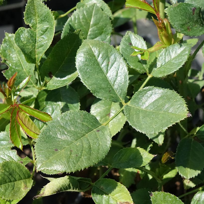 Rosier à grandes fleurs Holiday Island Key Largo (Feuillage)