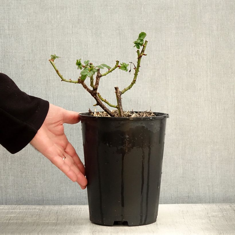 Spécimen de Rosier à grandes fleurs Holiday Island Key Largo Pot de 4L/5L tel que livré en hiver