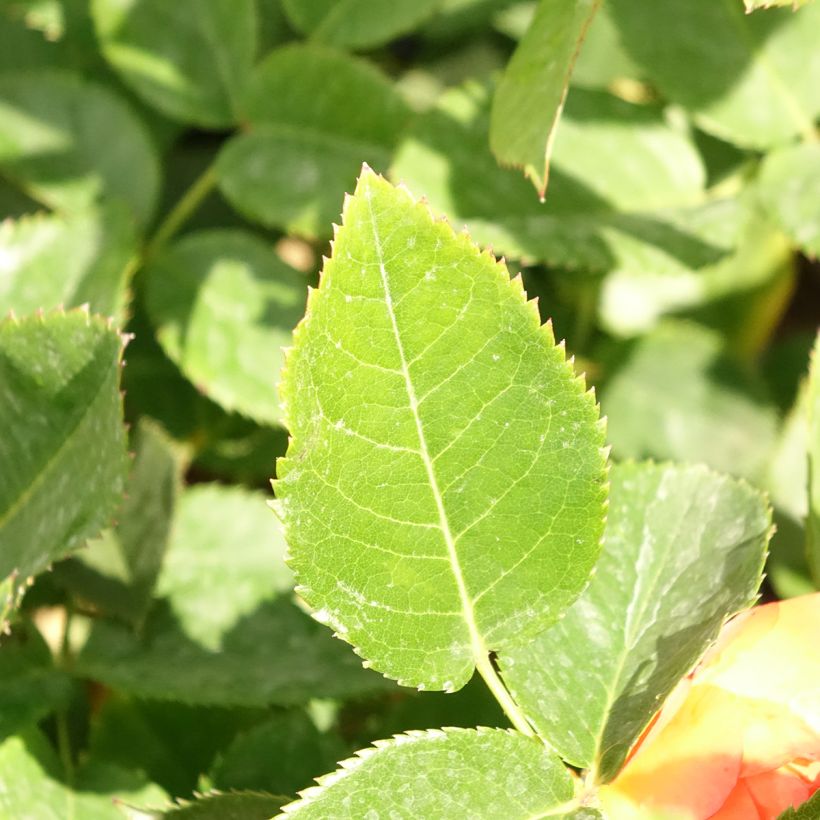 Rosier à grandes fleurs Ibiza (Feuillage)