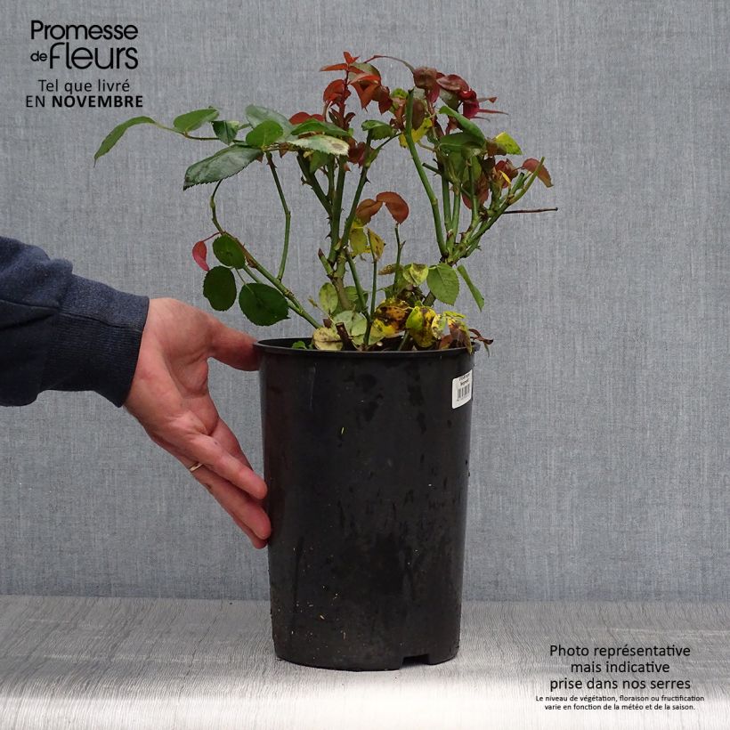 Spécimen de Rosier à grandes fleurs Ingrid Bergman Pot de 4L/5L tel que livré en automne