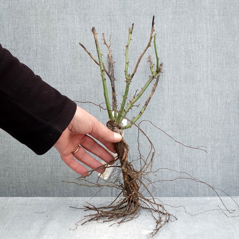 Spécimen de Rosier à grandes fleurs Ingrid Bergman Racines nues tel que livré en hiver