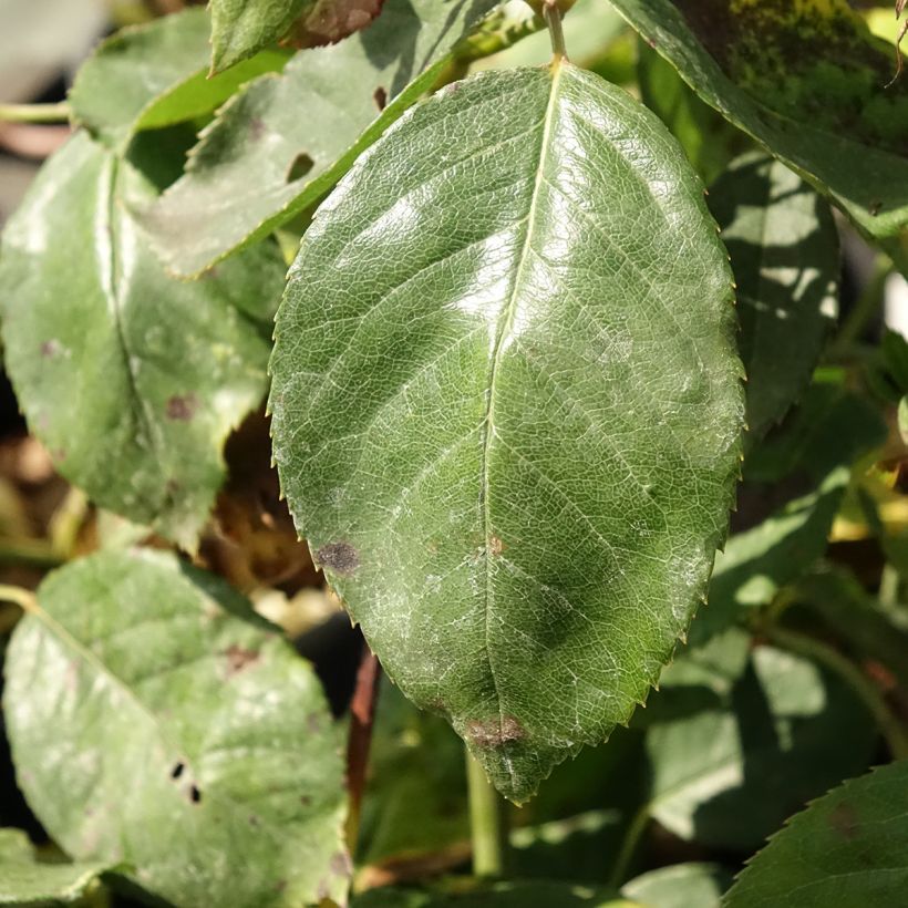 Rosier à grandes fleurs Jalitah (Feuillage)