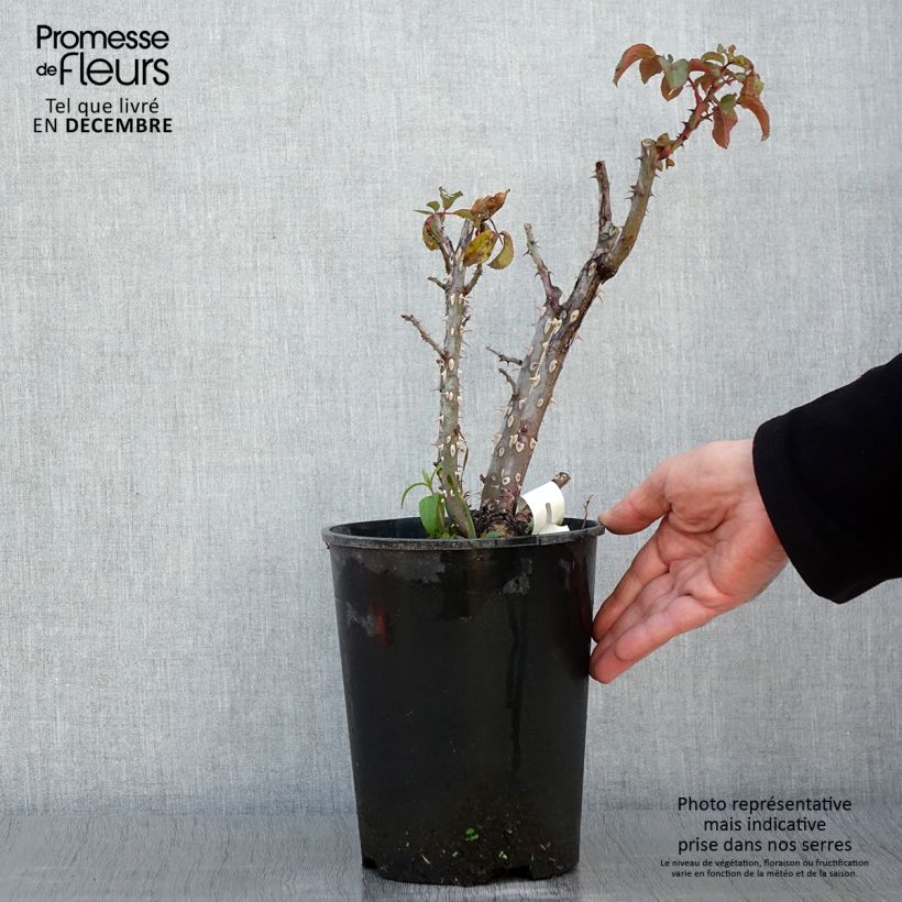 Spécimen de Rosier à grandes fleurs Jeanne Coeur Pot de 4L/5L tel que livré en automne