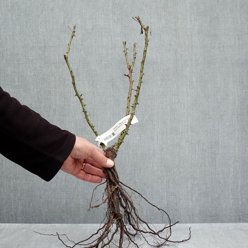Spécimen de Rosier à grandes fleurs Laeticia Casta Racines nues tel que livré en hiver