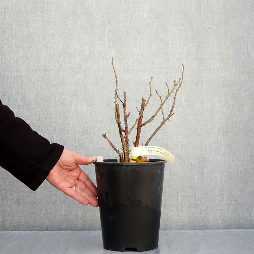 Spécimen de Rosier à grandes fleurs Les Années Folles Bobino Pot de 4L/5L tel que livré en automne