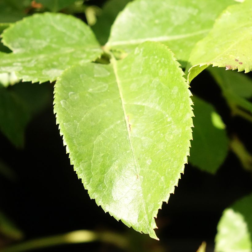 Rosier à grandes fleurs Les Années Folles Bobino (Feuillage)