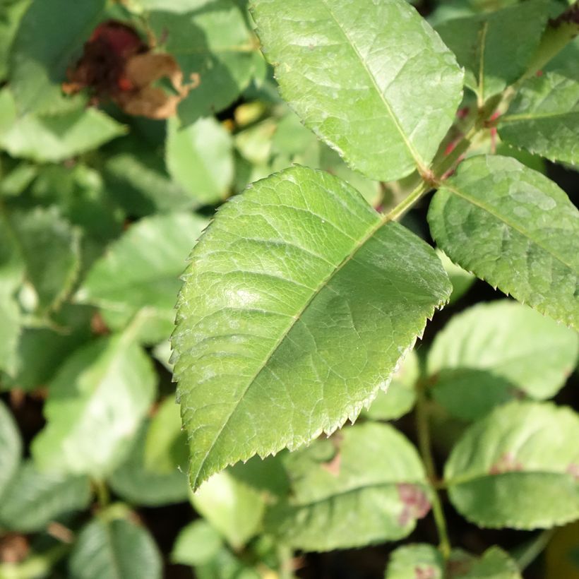 Rosier à grandes fleurs Les Années Folles Fox Trot (Feuillage)