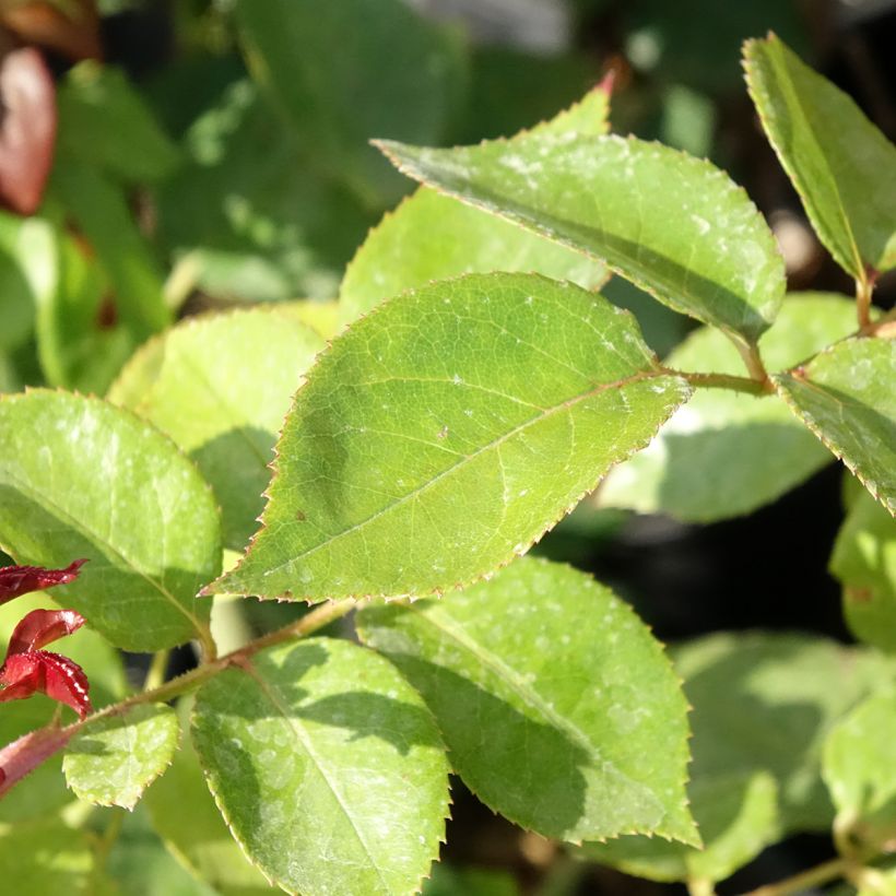 Rosier à grandes fleurs Les Années Folles La Garçonne (Feuillage)