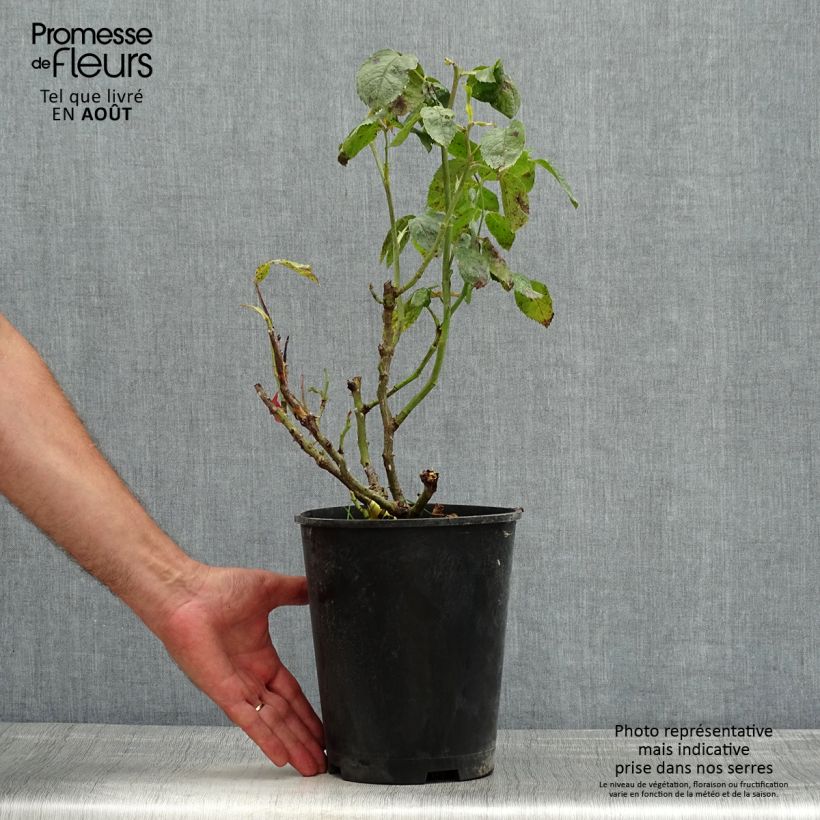 Spécimen de Rosier à grandes fleurs Les Années Folles Mistinguett Pot de 4L/5L tel que livré en été