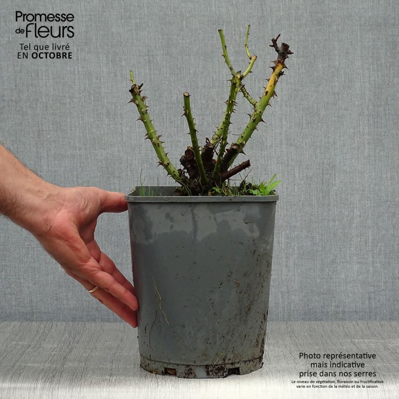 Spécimen de Rosier à grandes fleurs Line Renaud Pot de 4L/5L tel que livré en automne