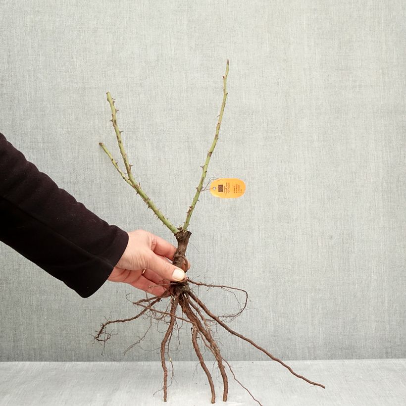 Spécimen de Rosier à grandes fleurs Louis de Funes Racines nues tel que livré en hiver