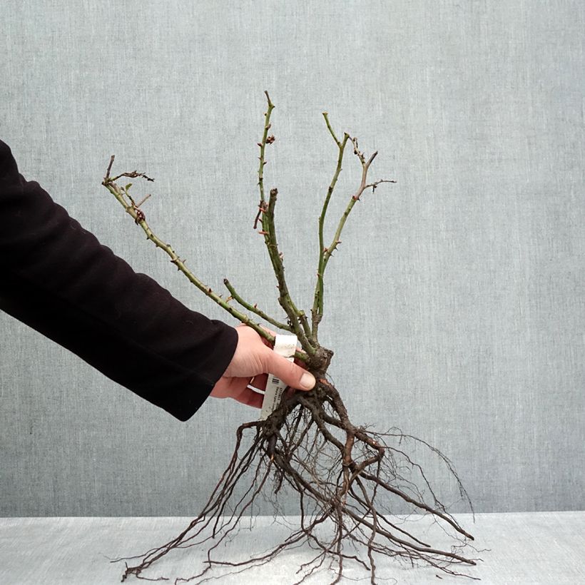 Spécimen de Rosier à grandes fleurs Lyon Lumières Racines nues tel que livré en hiver