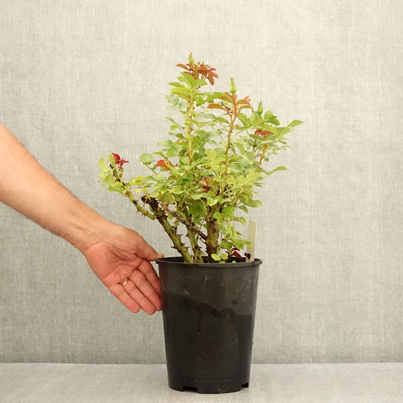 Spécimen de Rosier à grandes fleurs Macha Meril (Copacabana) Pot de 4L/5L tel que livré en été