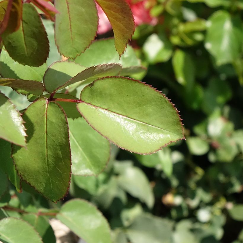 Rosier à grandes fleurs Mademoiselle Meilland (Feuillage)