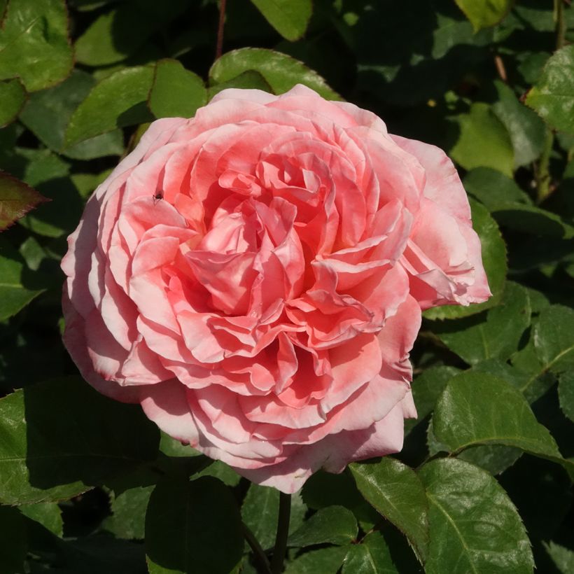 Rosier à grandes fleurs Mademoiselle Meilland (Floraison)