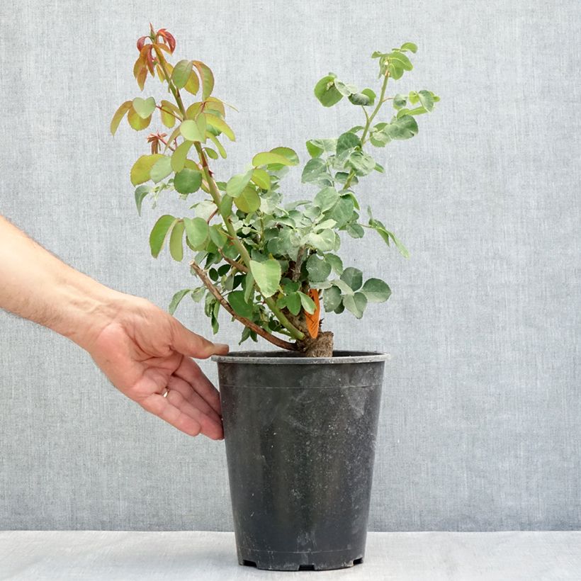 Spécimen de Rosier à grandes fleurs Mademoiselle Meilland Pot de 4L/5L tel que livré en été