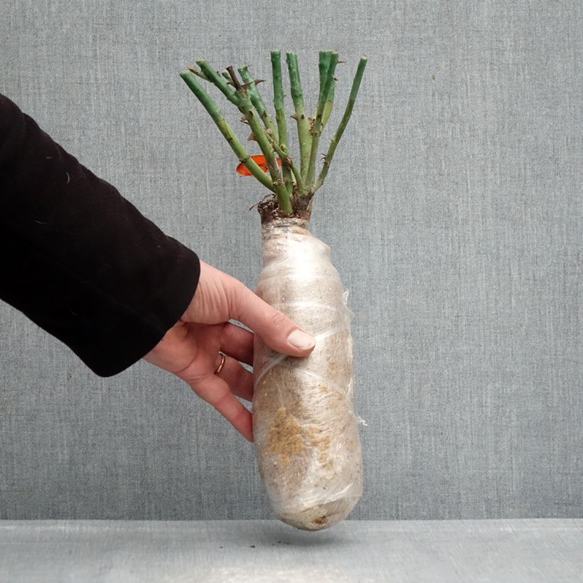 Spécimen de Rosier à grandes fleurs Mademoiselle Meilland Racines nues en motte tel que livré en hiver