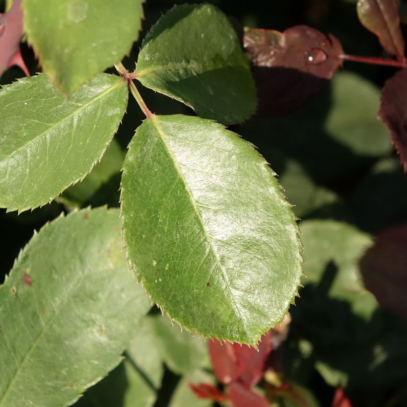 Rosier à grandes fleurs Marcel Pagnol (Feuillage)