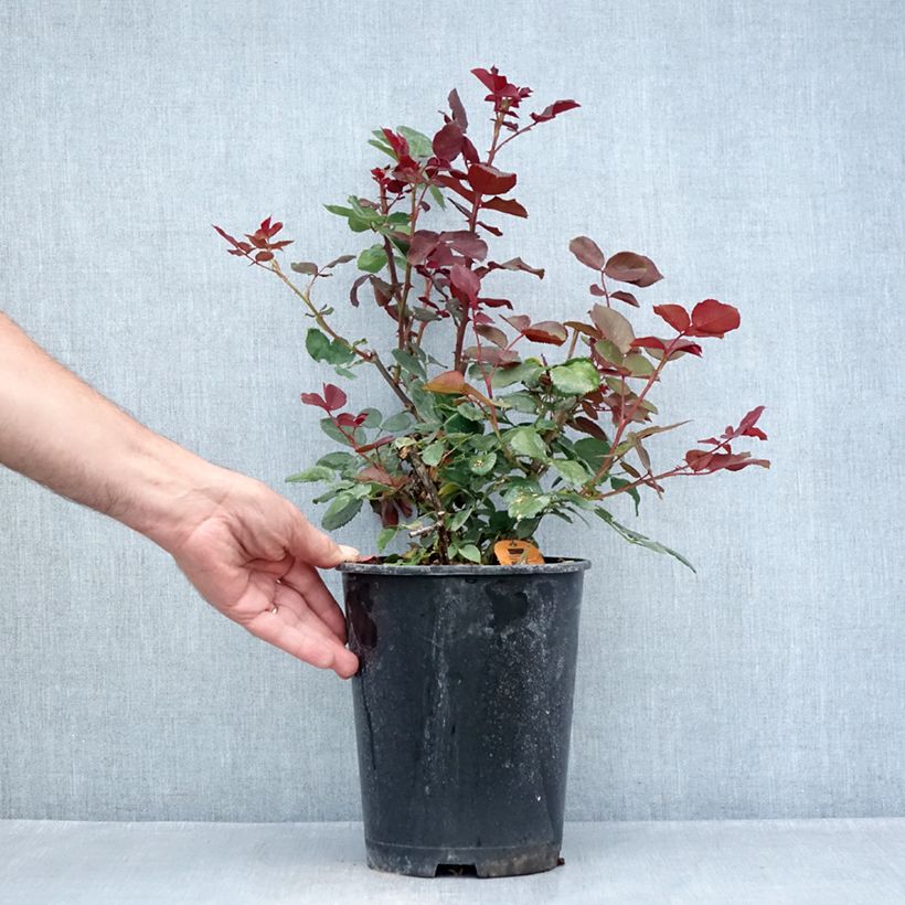 Spécimen de Rosier à grandes fleurs Marcel Pagnol Pot de 4L/5L tel que livré en été