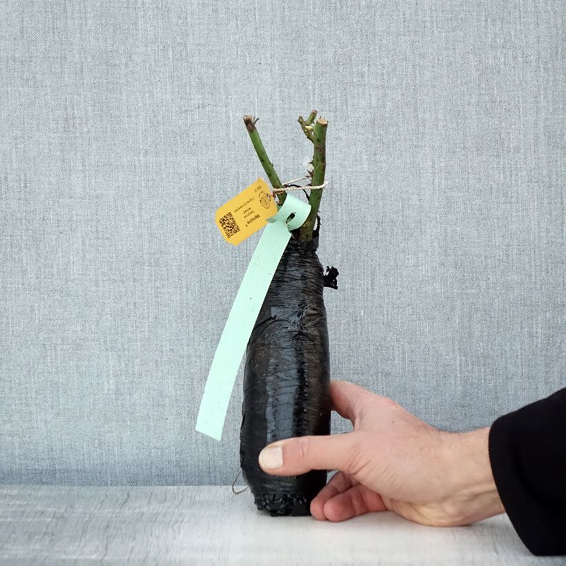 Spécimen de Rosier à grandes fleurs Memoire Racines nues en motte tel que livré en hiver