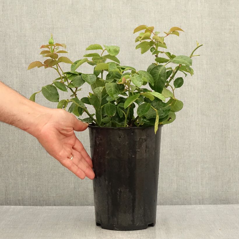 Spécimen de Rosier à grandes fleurs Memoire Pot de 4L/5L tel que livré en été