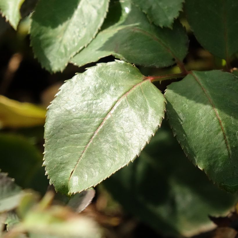 Rosier à grandes fleurs Memoire (Feuillage)