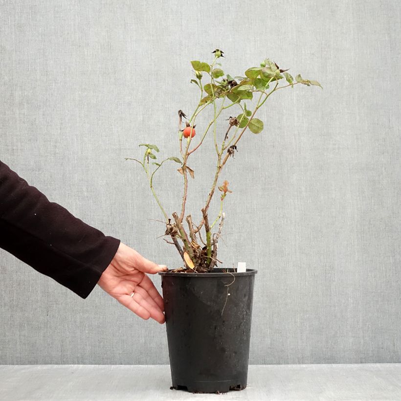 Spécimen de Rosier à grandes fleurs Michelangelo Pot de 4L/5L tel que livré en automne