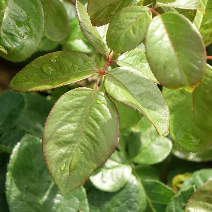 Rosier à grandes fleurs Michelangelo (Feuillage)