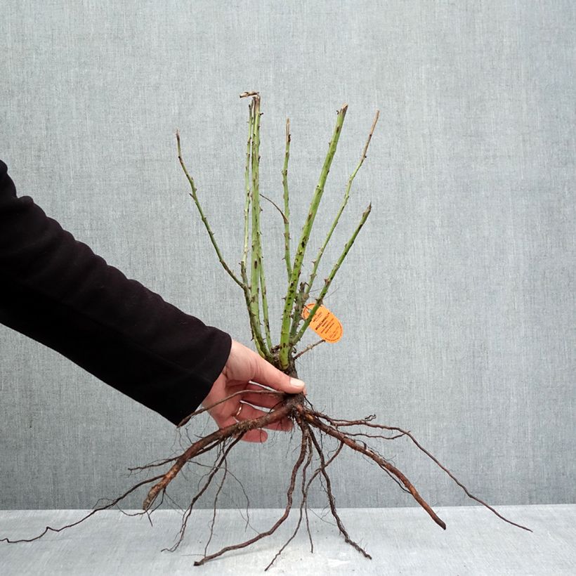 Spécimen de Rosier à grandes fleurs Michelangelo Racines nues tel que livré en hiver