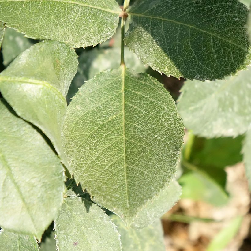 Rosier à grandes fleurs Mister Lincoln (Feuillage)