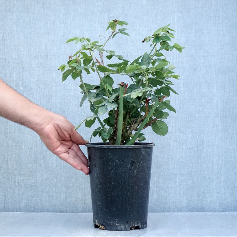Spécimen de Rosier à grandes fleurs Mister Lincoln Pot de 4L/5L tel que livré en été