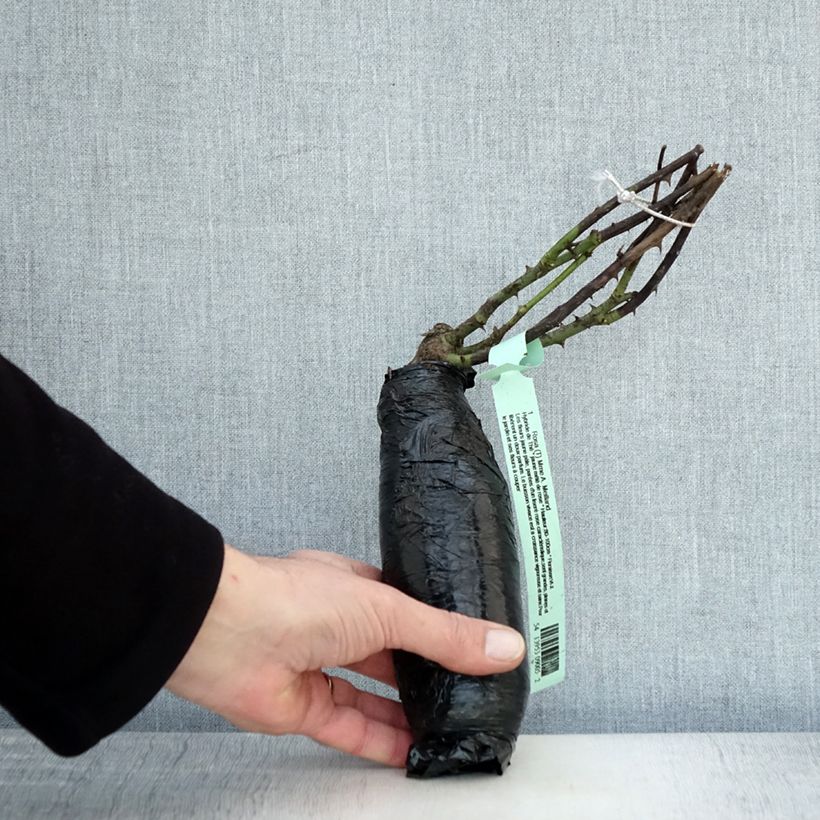 Spécimen de Rosier à grandes fleurs Mme A. Meilland (Peace) Racines nues en motte tel que livré en hiver