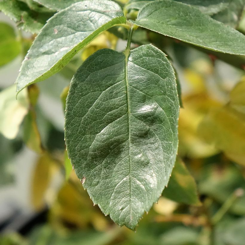 Rosier à grandes fleurs Mme A. Meilland (Peace) (Feuillage)