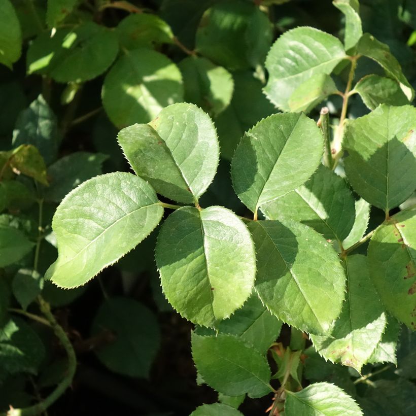 Rosier à grandes fleurs Niharika (Feuillage)