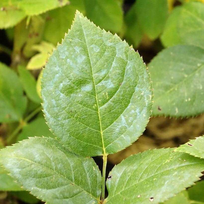 Rosier à grandes fleurs Noémie de Rothschild (Feuillage)